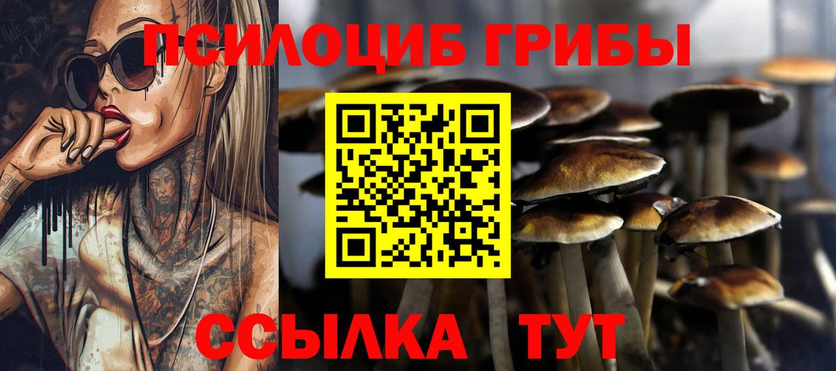 Псилоцибиновые грибы Psilocybe Тихвин
